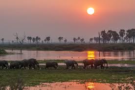 3-DAY SAFARI TO NYERERE NATIONAL PARK Tanzania safari package